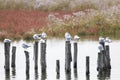 Gabbiani sulle palafitte nella Laguna veneta di Venezia -LocalitÃÂ  di Taglio del Sile